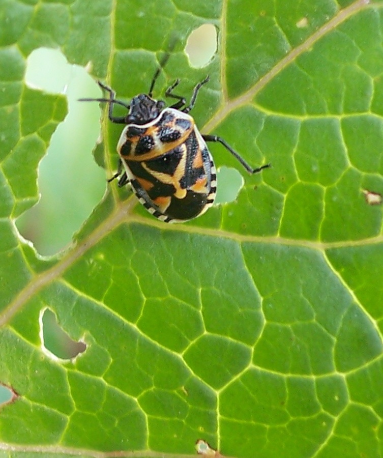 Eurydema ornata